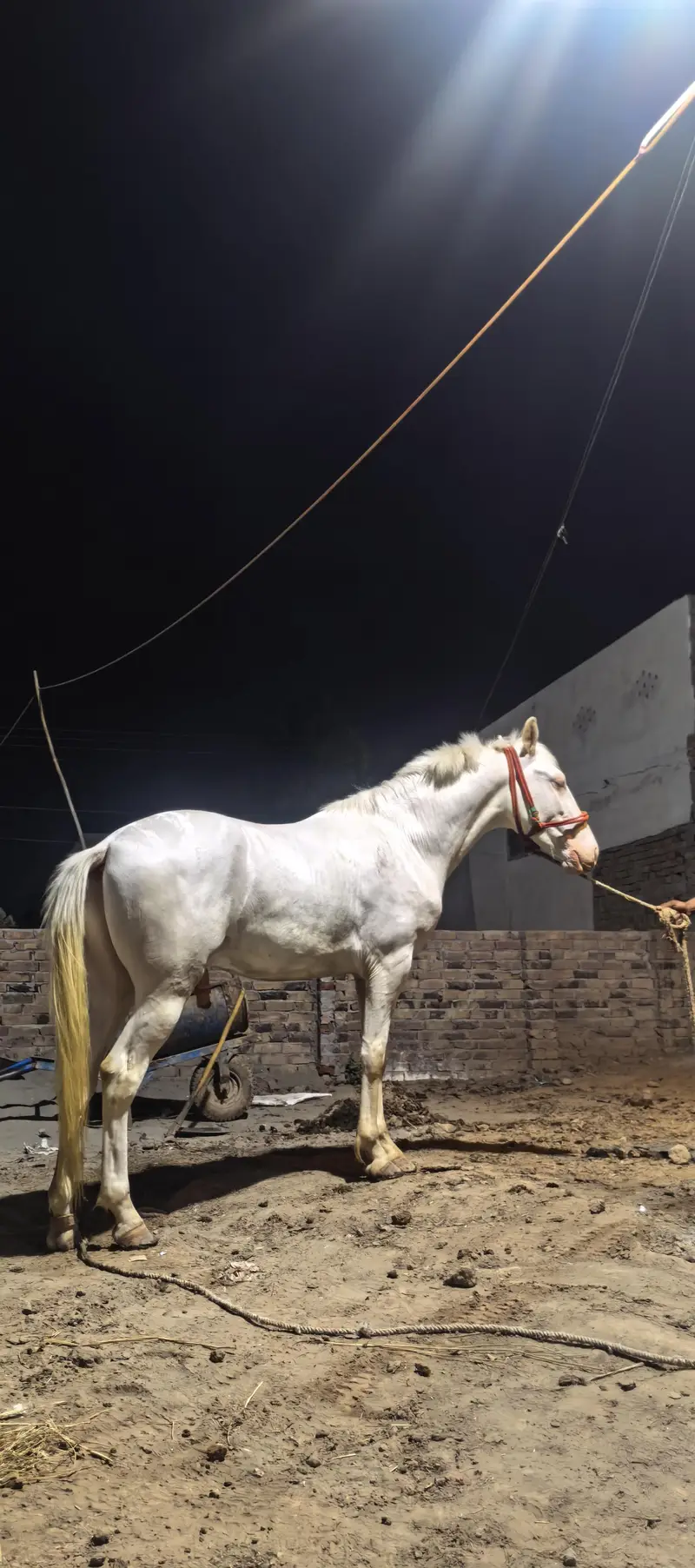 Horse for sale — photo 2