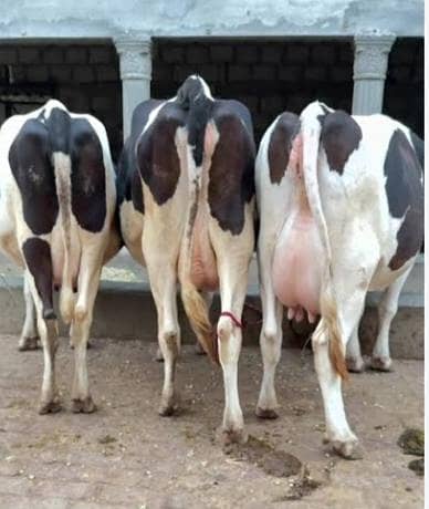 dairy bussinus