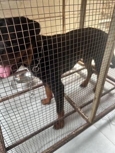 Rottweiler