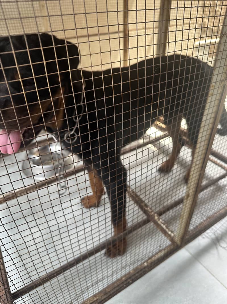 Rottweiler 0