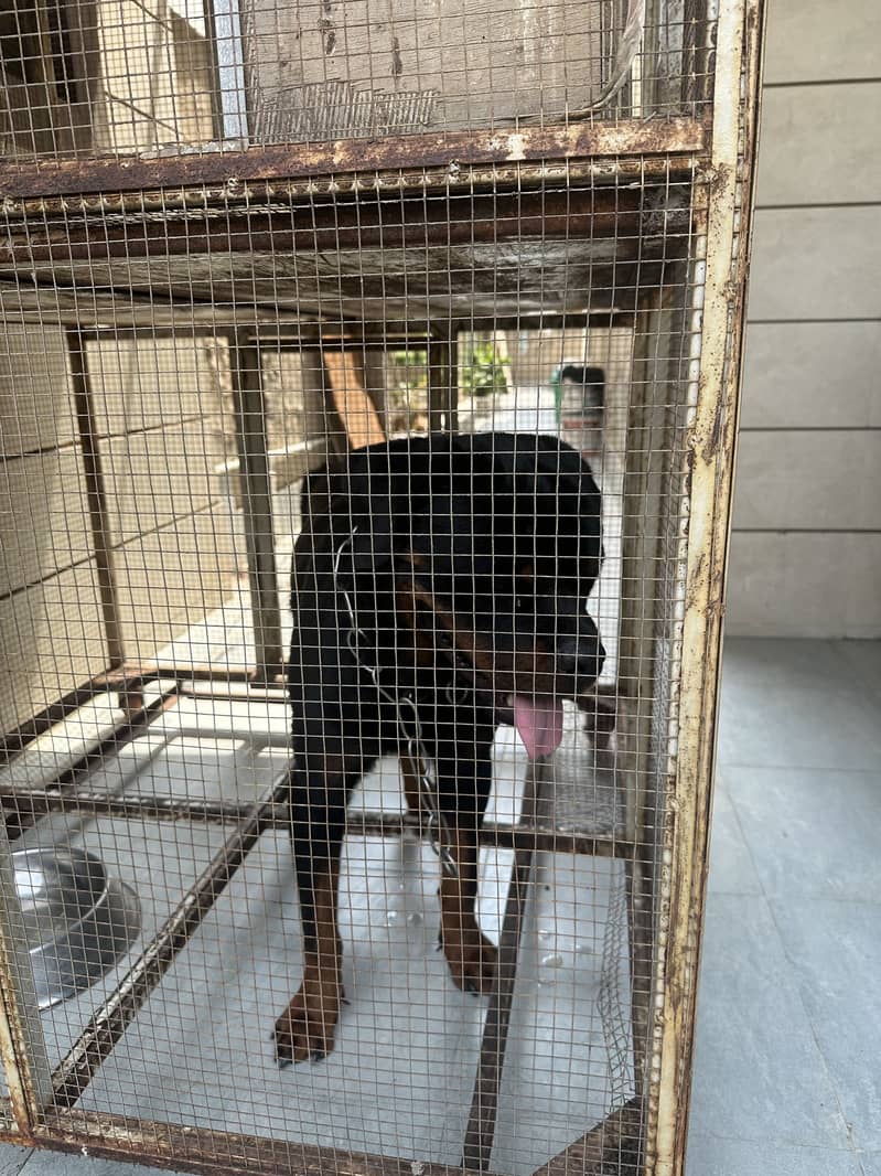 Rottweiler 2