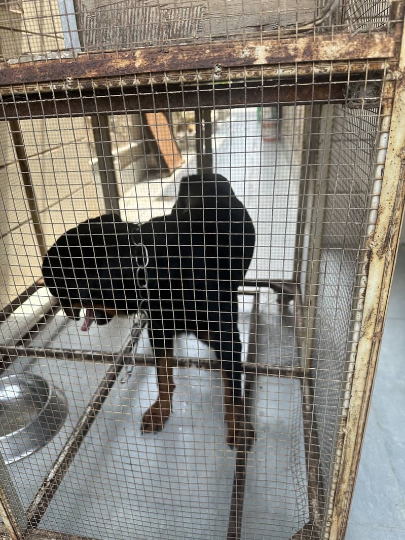 Rottweiler 3
