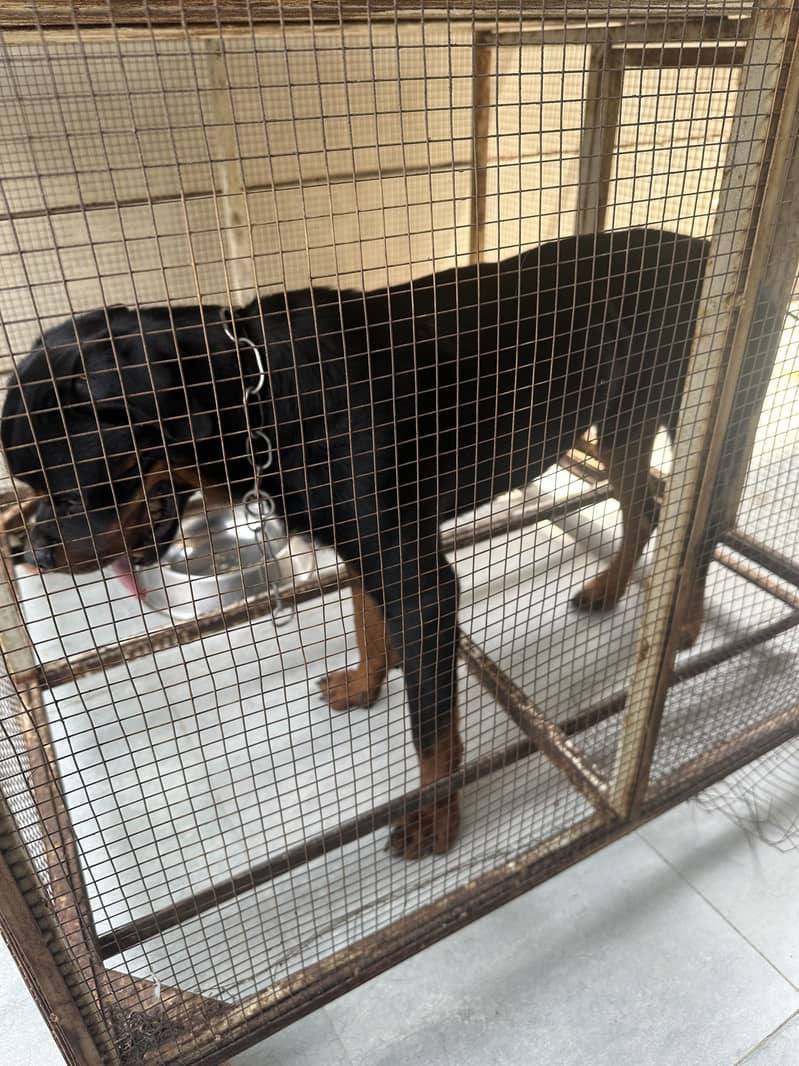Rottweiler 4
