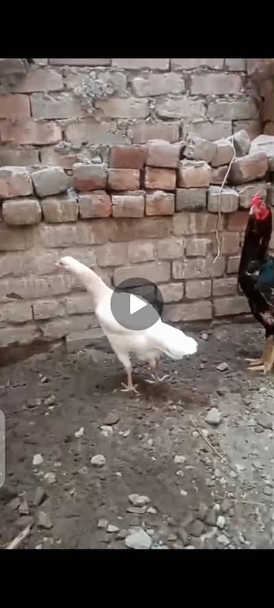 Aseel fertile eggs