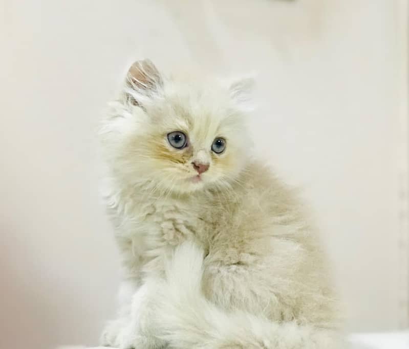 Persian kittens 2
