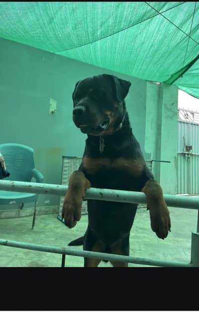 rottweiler dog heavy bone satacter stud only no saal
