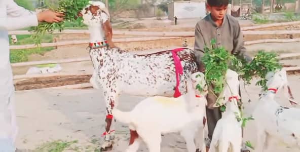 3 bacchon wali bakri for sale call_