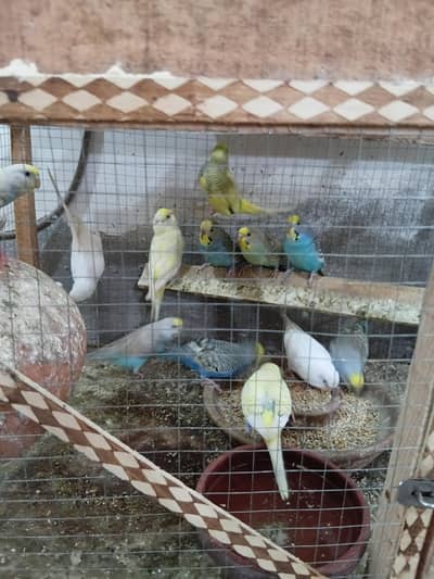 Astalian Parrots pair For sale