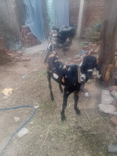 Bakkra for sale