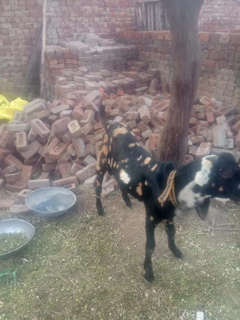 Bakkra for sale — photo 2