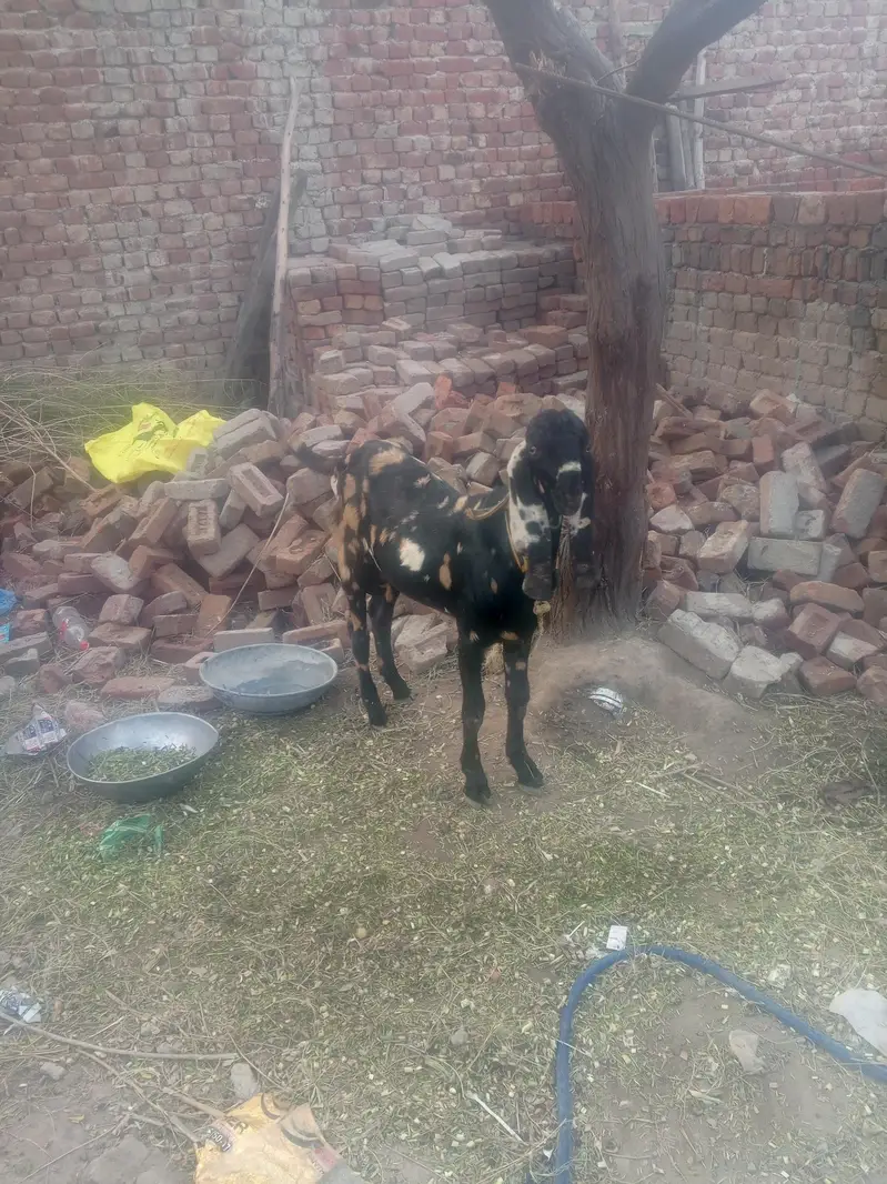Bakkra for sale — photo 3
