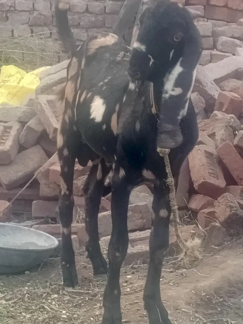 Bakkra for sale — photo 4