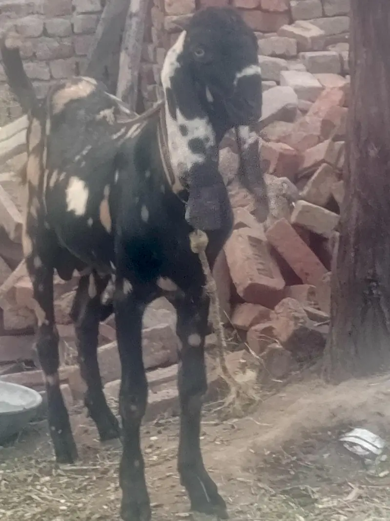 Bakkra for sale — photo 5