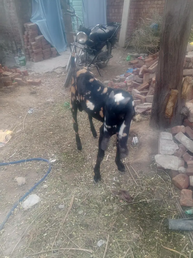 Bakkra for sale — photo 6