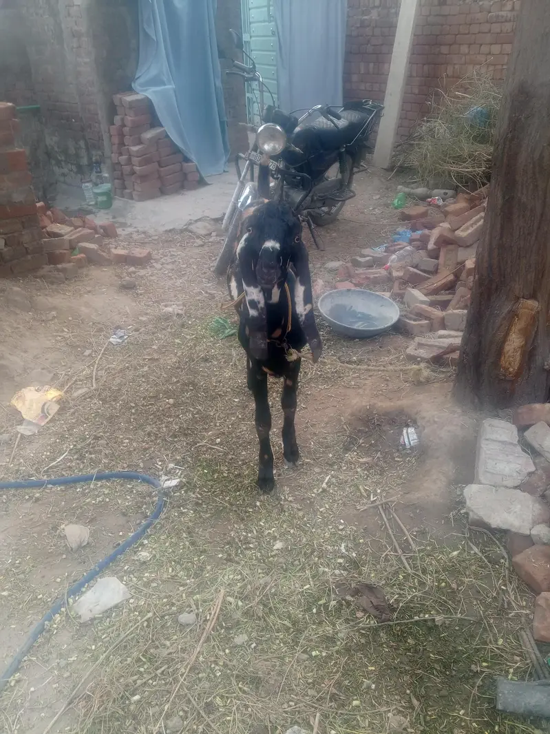 Bakkra for sale — photo 7