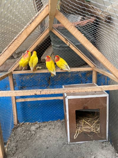 Love birds beautiful pairs available no 03117378520