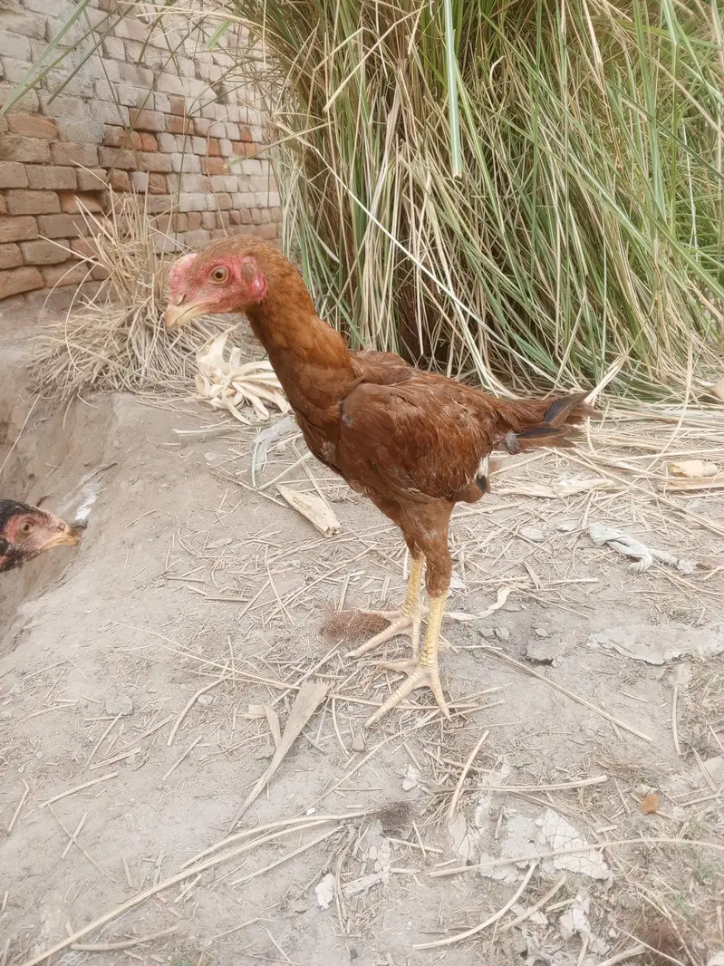 pure aseel — photo 2