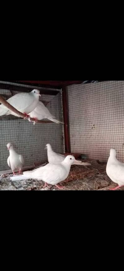 white khumray