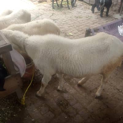 kagli