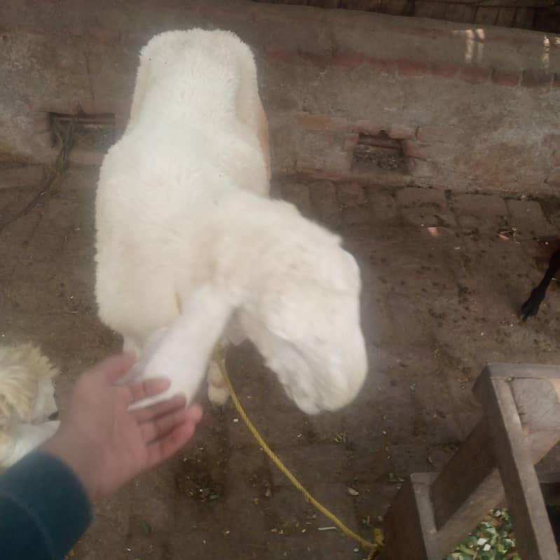 kagli 1