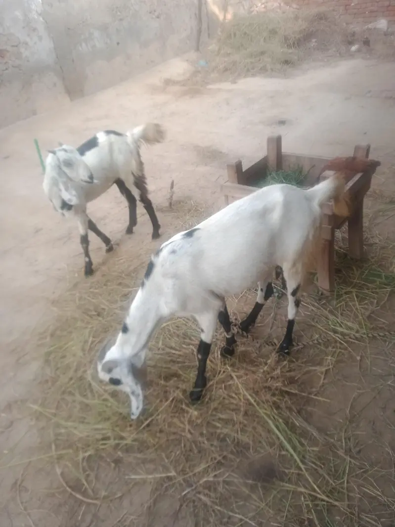 بکریاں برائے فروخت — photo 2