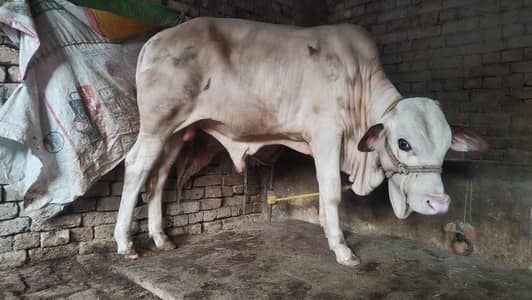 gulabi bachra