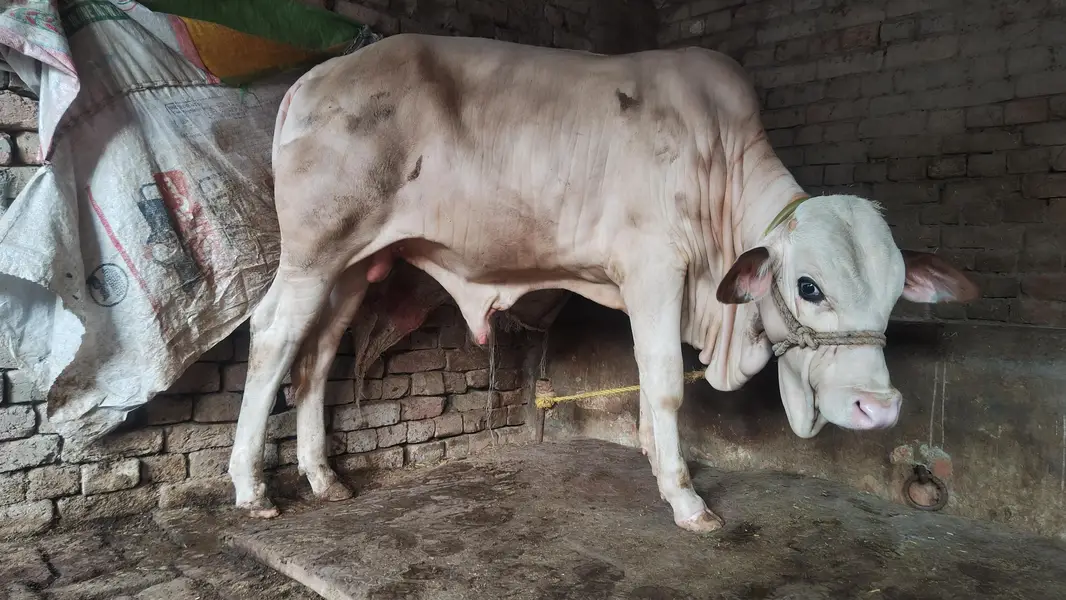 gulabi bachra