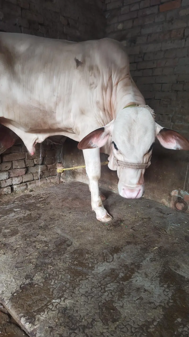 gulabi bachra — photo 2