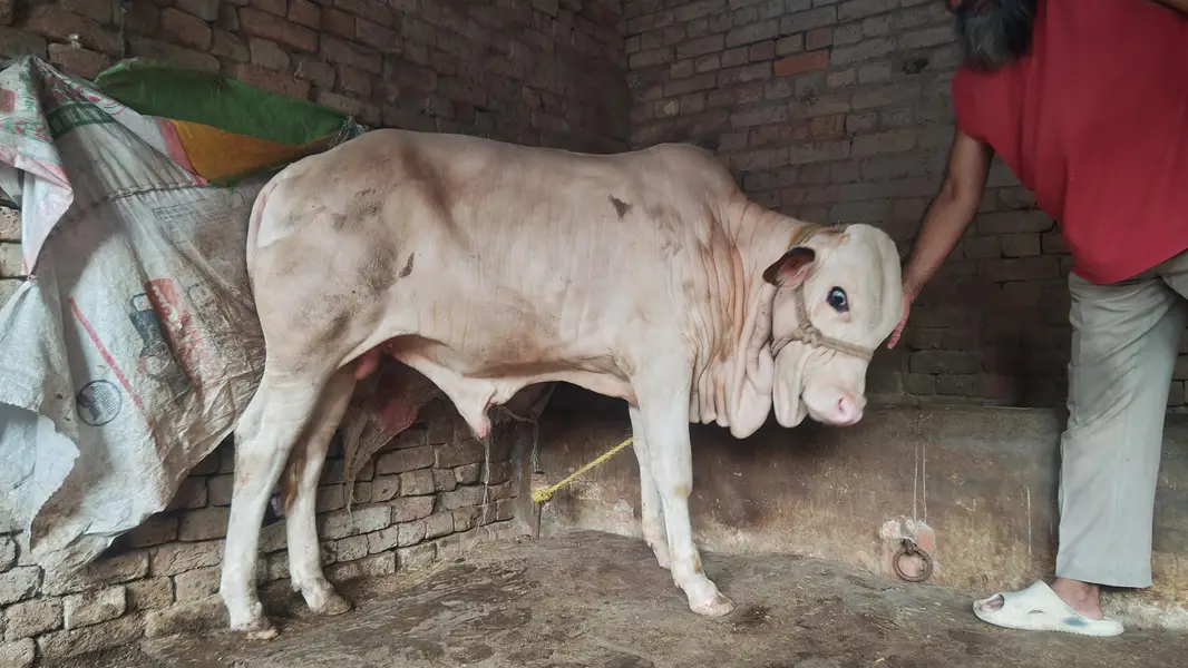 gulabi bachra — photo 3