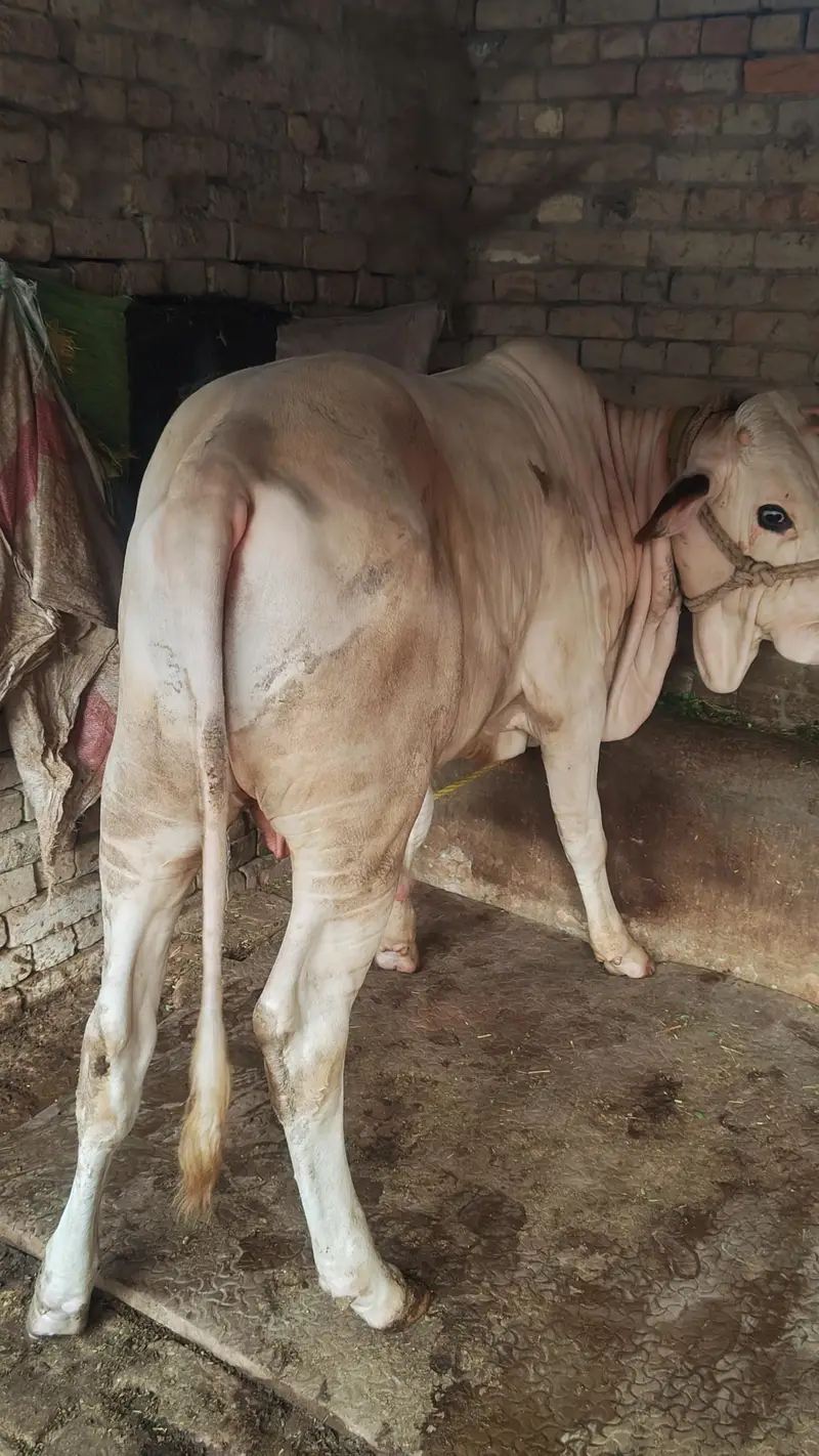 gulabi bachra — photo 4