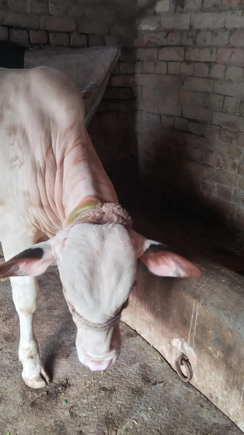 gulabi bachra — photo 6