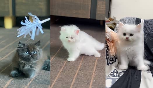 persian kitten /brown/fawn/calico female /triple coat/ kitten