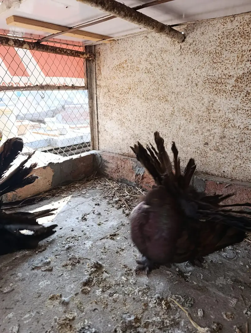 American fantails — photo 2