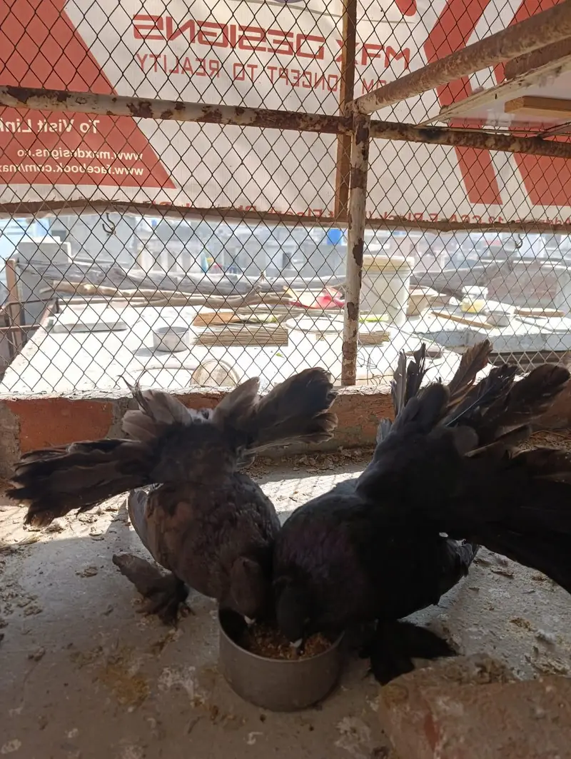 American fantails — photo 3