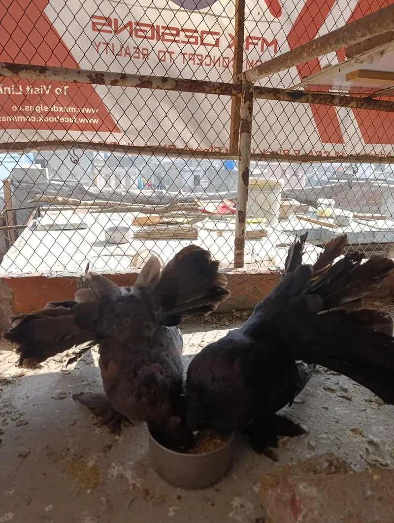 American fantails — photo 4
