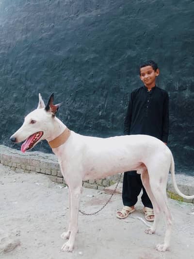 high quality greyhound x gullter