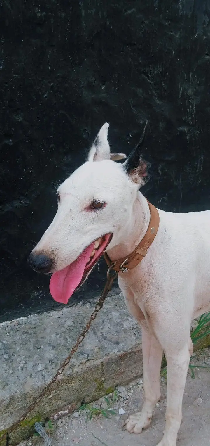 high quality greyhound x gullter — photo 2