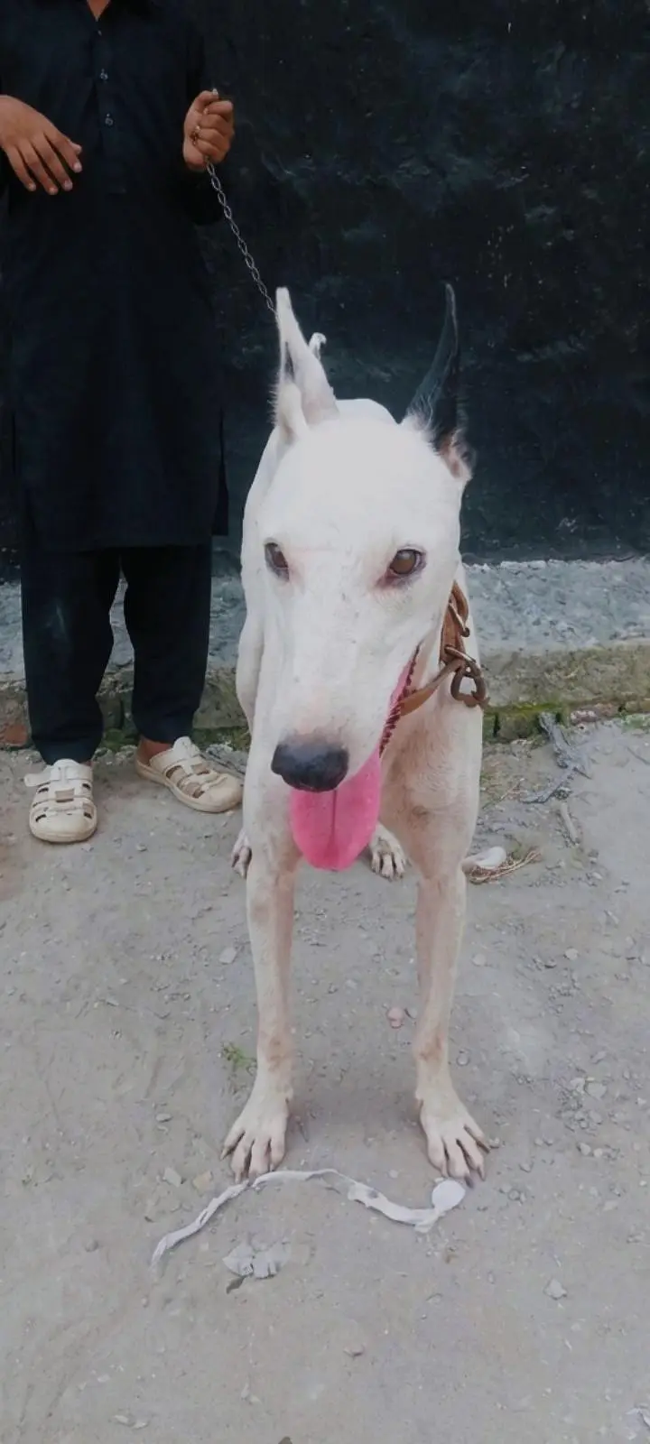 high quality greyhound x gullter — photo 3
