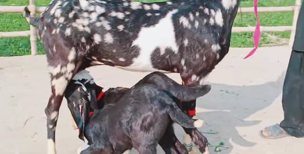 2 Bacchon ka sath Desi Bakri For Sale _ 03242703715