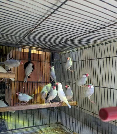 Silver White Fawn Java Finches /\/\