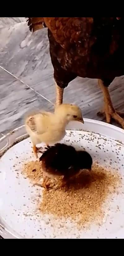 2 chicks 4 sale
