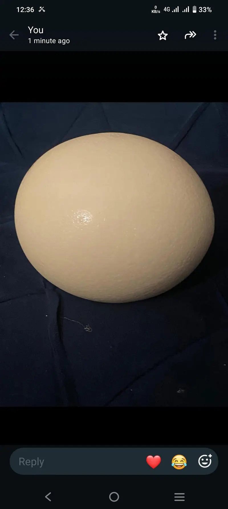 ostrich egg for sale