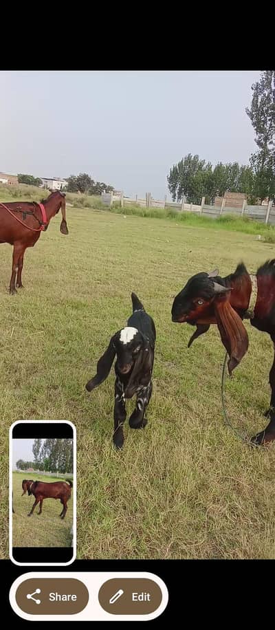 for sall nagra beatal bakri sat 2 mell
