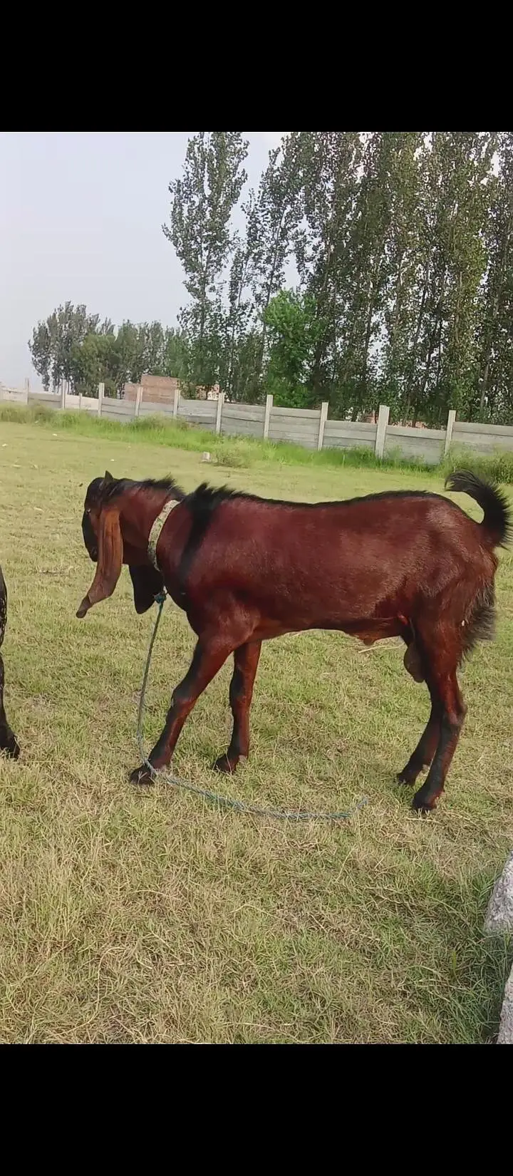 for sall nagra beatal bakri sat 2 mell — photo 2