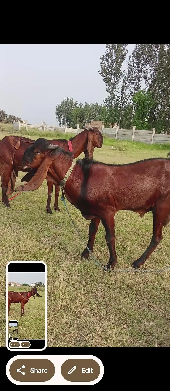 for sall nagra beatal bakri sat 2 mell — photo 3