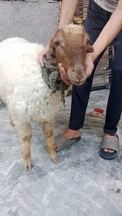 mudrha sheep lamb