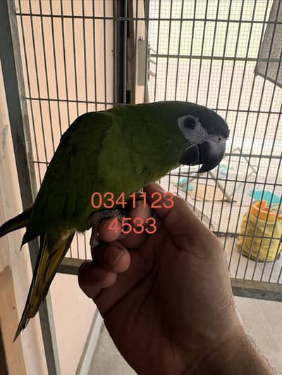 Hahns macaw (mini macaw)