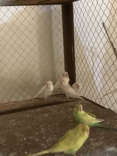 Albino red eye lovebirds breeder Pai available for sale