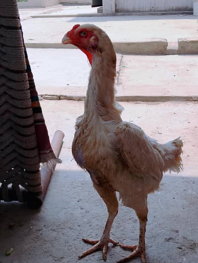 Young Breeder Female Shamoo