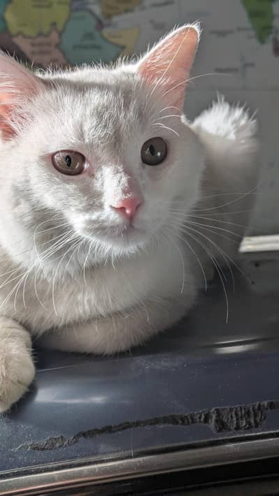Male cat white color and can see in pics